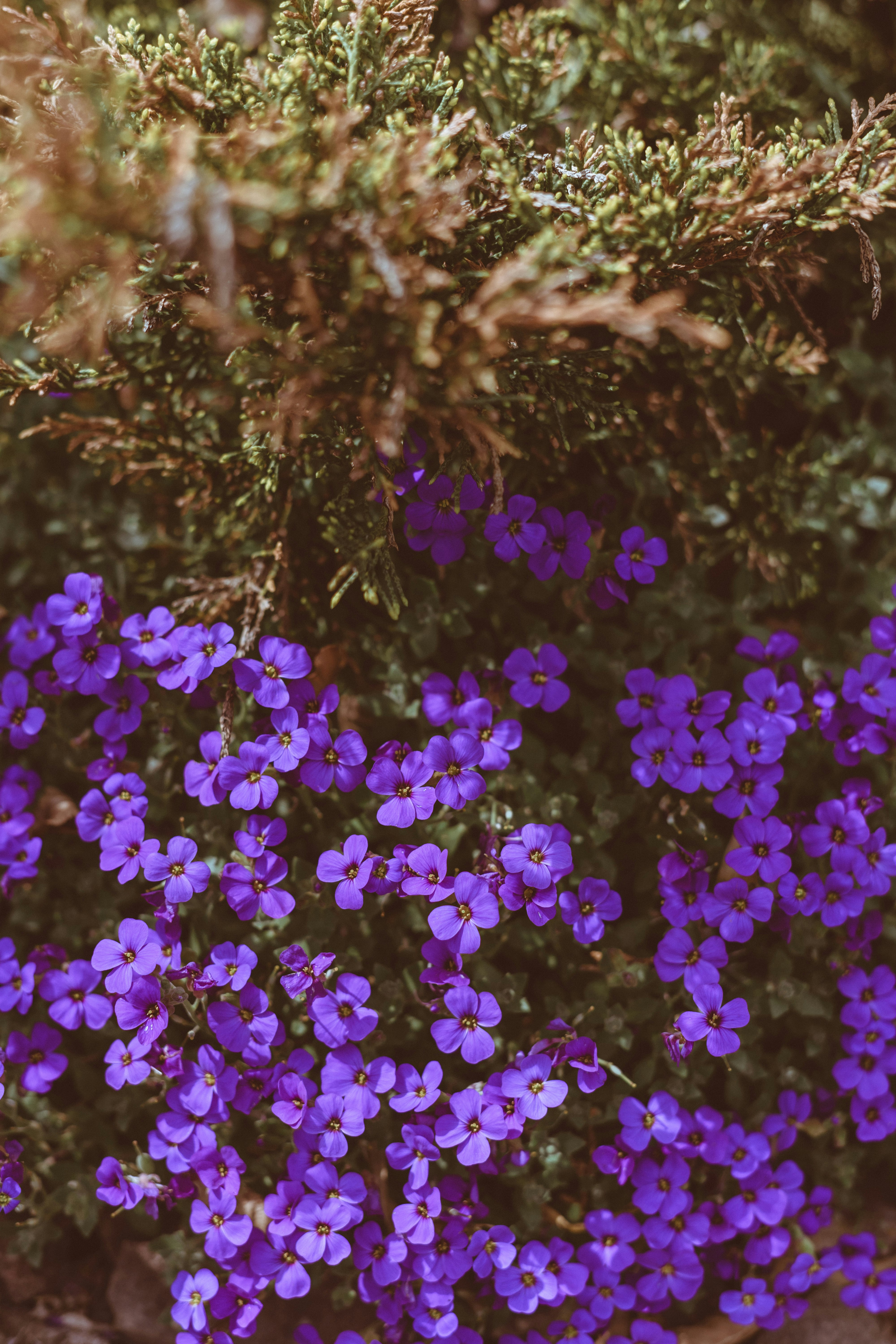 purple flowers on brown soil